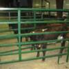 In the Chutes